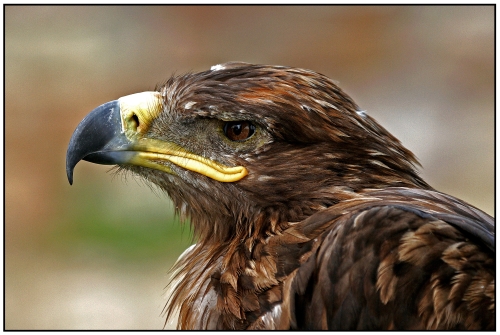 Aguila Rapax