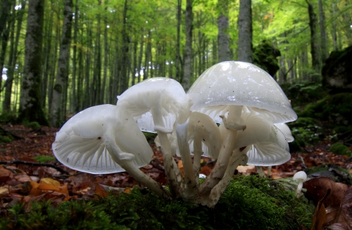 Guardianas del bosque