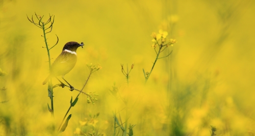 Tarabilla comn (Fauna Saria)