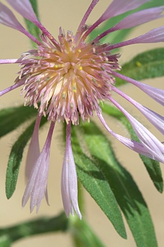 Centaurea pullata