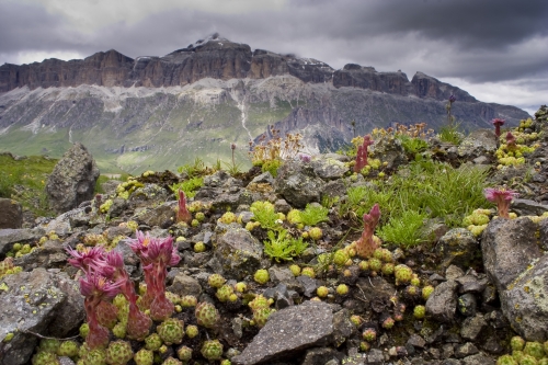 Dolomitas