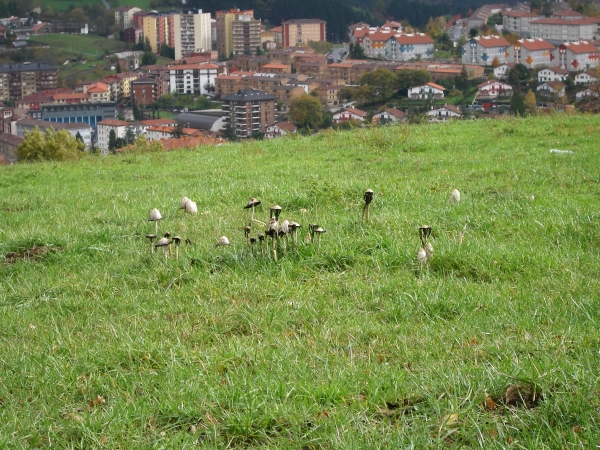 Antolakuntzak aukeratua