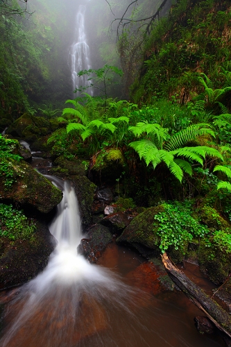 Las arterias del bosque - Antolakuntzak aukeratua