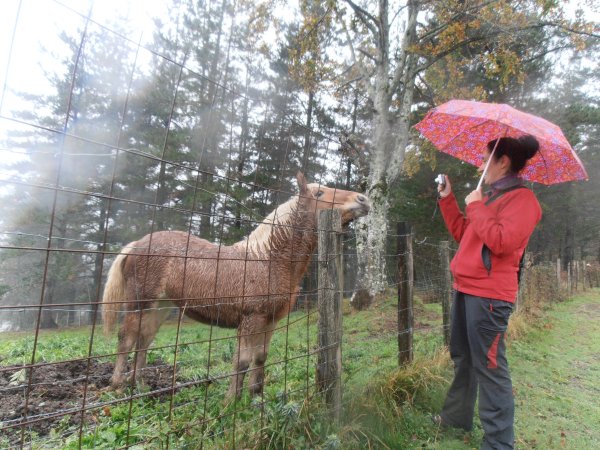 Antolakuntzak aukeratua. Gaia: Behorrak eta zaldiak