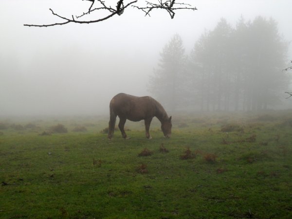 Antolakuntzak aukeratua. Gaia: Behorrak eta zaldiak