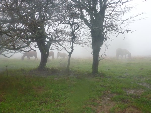 Antolakuntzak aukeratua. Gaia: Behorrak eta zaldiak